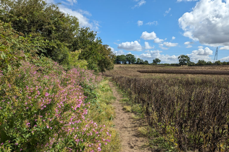 A view along a hedgerow under blue skies and fluffy white clouds, with pink flowers thick along the hedgerow and a field of blackened beans