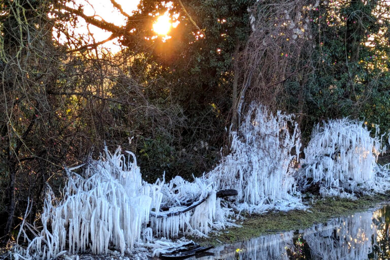 Roadside bushes covered in icicles