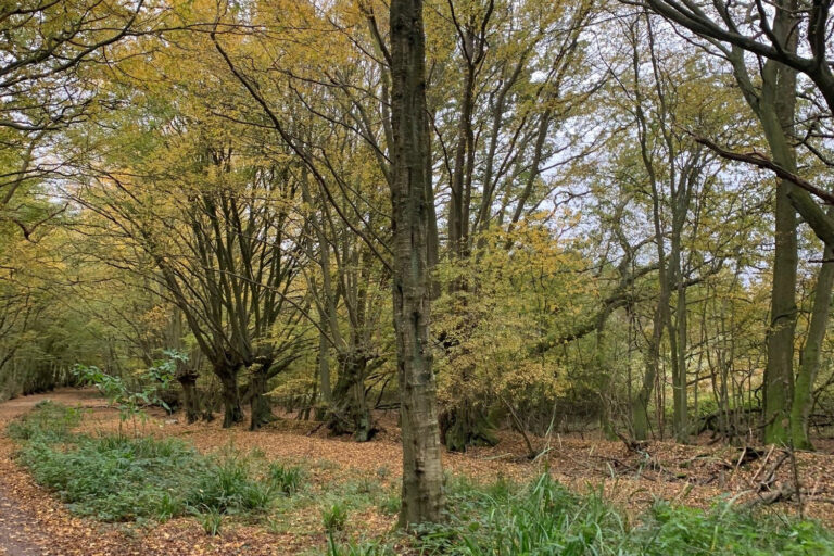A woodland path with dead leaves on the ground and trees with leaves in autumnal colours