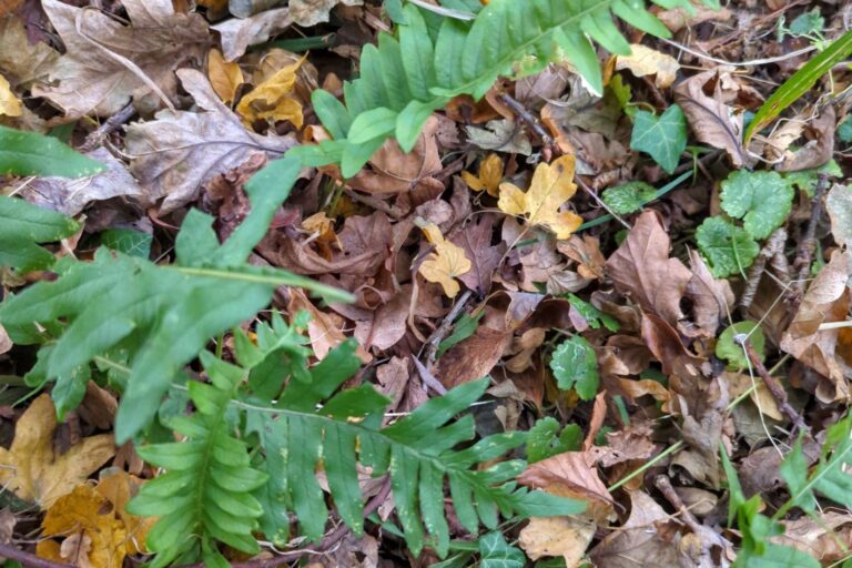 Green Ferns poking through dead brown leaves on the forest floor