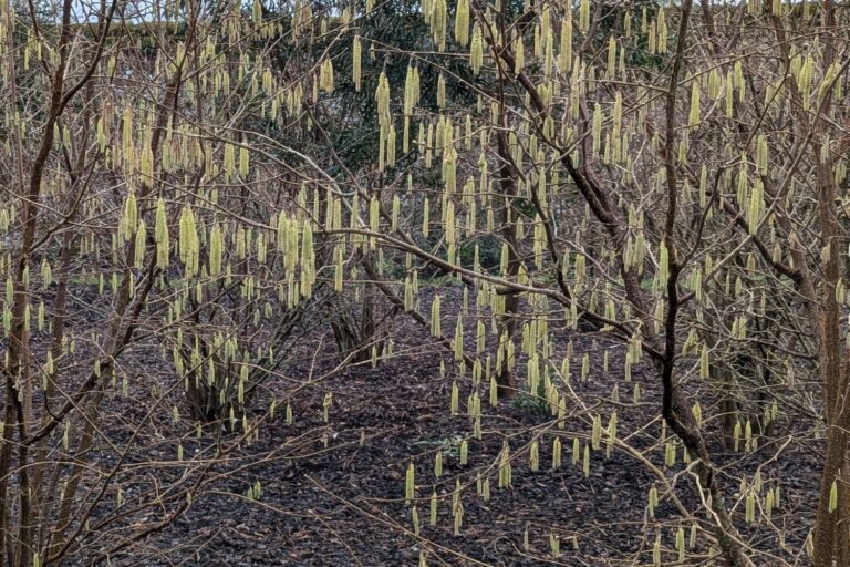 Bushes with catkins