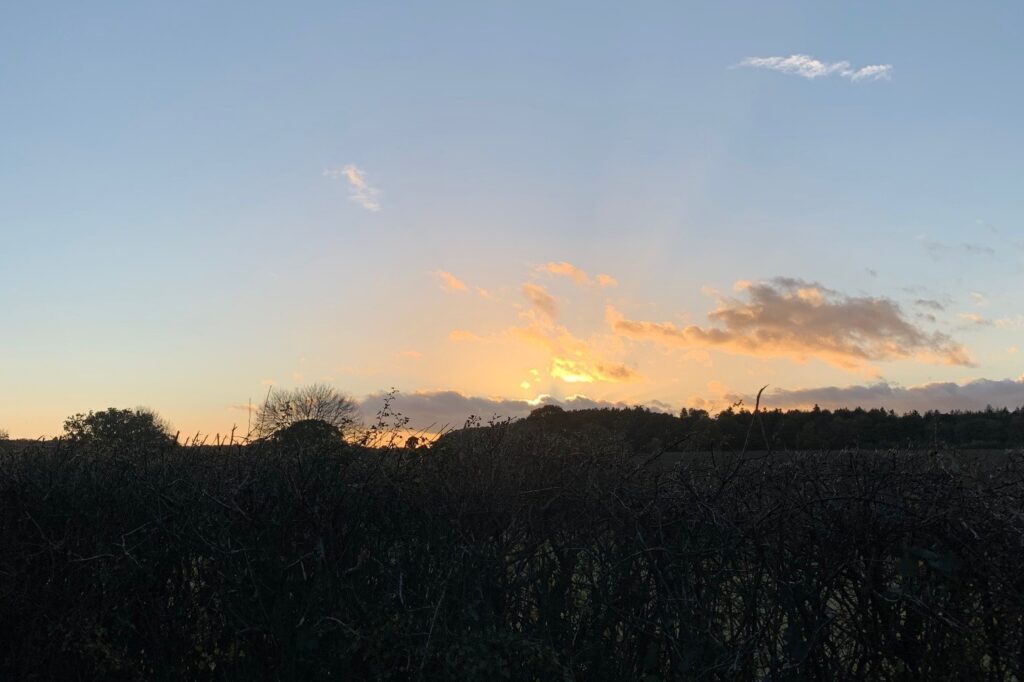Sunset afterglow - sky and bushes in silhouette