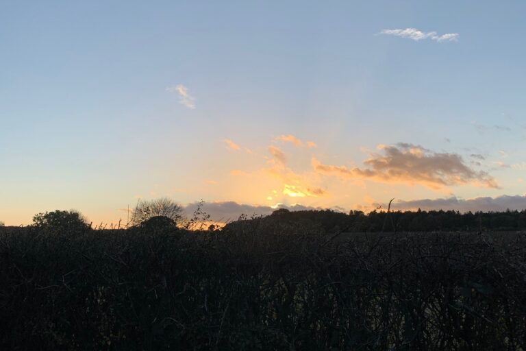 Sunset afterglow - sky and bushes in silhouette