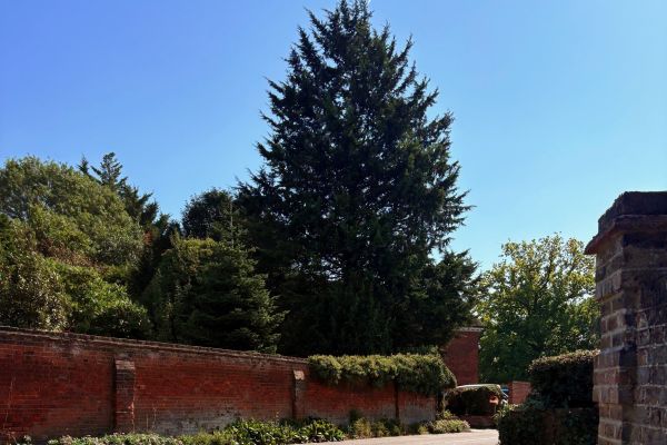 A sunny street with garden trees and a bright blue sky