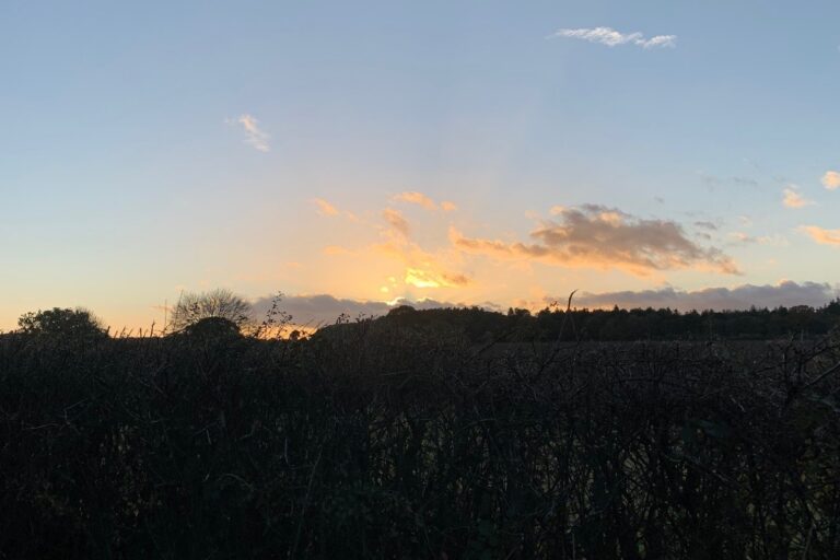 The sun setting behind a dark line of trees