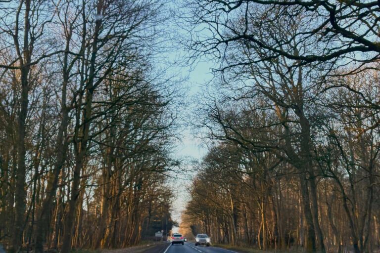 A road with cars through a wood with blue sky above