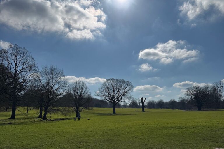 A park with bare trees and a deep blue sky with a few white clouds