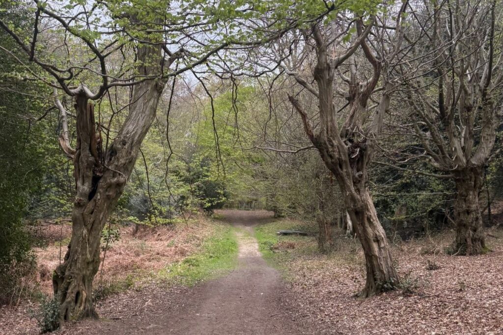 A view in a wood with bare trees starting to break into leaf