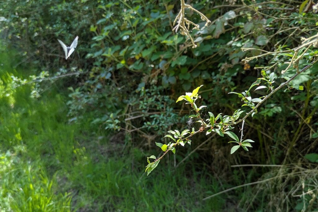 A Large White butterfly flies past a green hedgerow