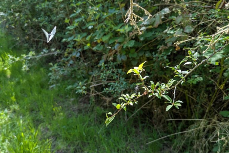 A large white butterfly flies past a green hedgerow