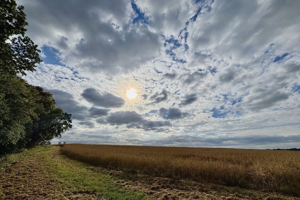 A view from the edge of a wood over a field of rape almost ready for harvest under a sky thinly covered with light cloud and the sun breaking through